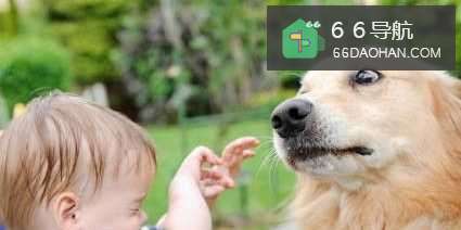 小孩手欠被狗要了怎样做？