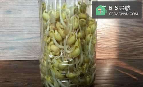 家庭怎么生黄豆芽
