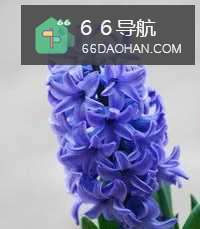 怎么样养好水培风信子
