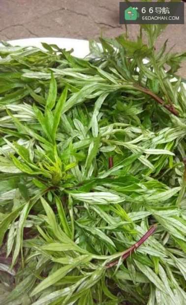 怎样自己在家做艾草团子和艾草粑粑