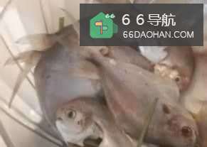 酱焖鲳鱼的制作思路，三分钟包你学会！