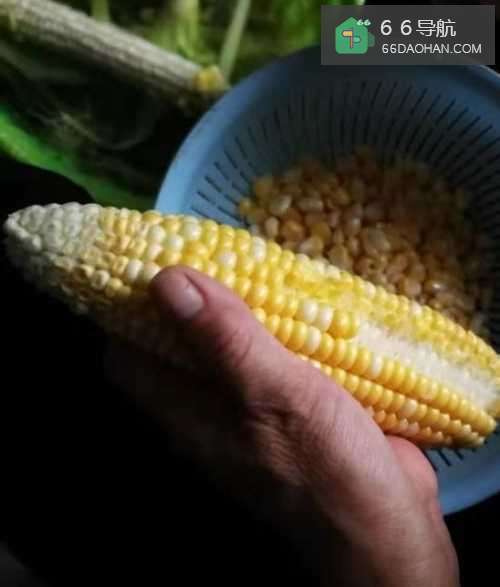 怎么样蒸制玉米馍