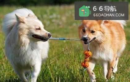 狗狗出门不听话怎么样做?