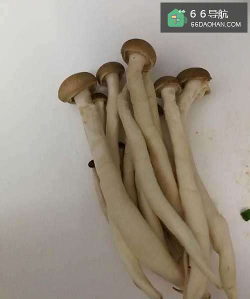 素炒青菜菠菜金针菇