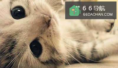 怎么样快速与猫咪更好的相处